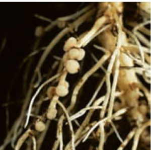 آینده را بکاریم: راهنمای جامع نوآوریها برای تحول در آینده کشاورزی پایدار