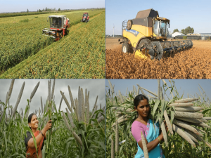 کشاورزی احیاگر و اعتبار کربن در زراعت ارزن