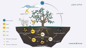 اشکال نیتروژن و تاثیر آن بر محصولات: راهنمای جامع کودهای نیتروژنه و مدیریت بهینه