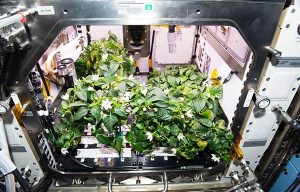 کشاورزی فضایی: راهنمای جامع پرورش گیاهان در بی‌وزنی و کوددهی نوین