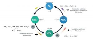 اشکال نیتروژن و تاثیر آن بر محصولات