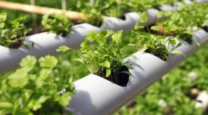 راهنمای جامع کاربرد کود سولفات پتاسیم دامافارم در کشت هیدروپونیک