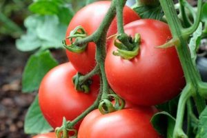 خواص گوجه فرنگی