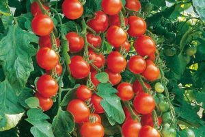 خواص گوجه فرنگی