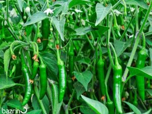 فلفل شمشیری (سرباز همیشه سبز)