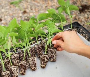 فلفل دلمهای، فراتر از یک سبزی رنگین کمانی: راهنمای جامع کشاورزی