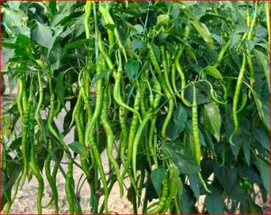 فلفل شمشیری (سرباز همیشه سبز)