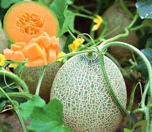 ملون، شیرینی دلپذیر تابستان و فراتر از آن