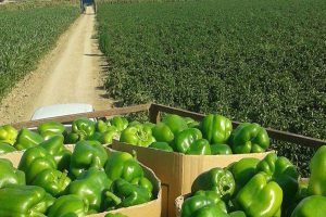 فلفل دلمهای، فراتر از یک سبزی رنگین کمانی: راهنمای جامع کشاورزی