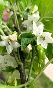 فلفل شمشیری (سرباز همیشه سبز)