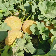 ملون، شیرینی دلپذیر تابستان و فراتر از آن