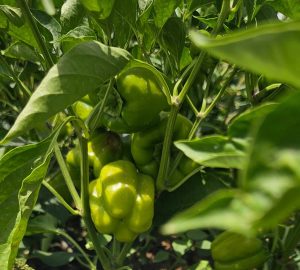 فلفل دلمهای، فراتر از یک سبزی رنگین کمانی: راهنمای جامع کشاورزی