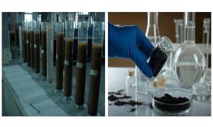 چرا مدیریت تغذیه در زراعت چوب یک سرمایه‌گذاری است؟