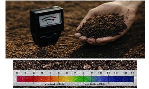 چرا مدیریت تغذیه در زراعت چوب یک سرمایه‌گذاری است؟