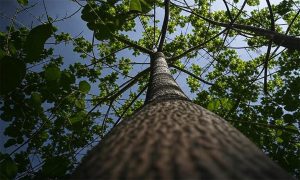 چرا مدیریت تغذیه در زراعت چوب یک سرمایه‌گذاری است؟