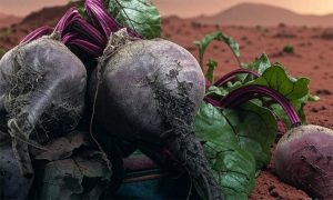 بهینه‌سازی عملکرد و عیار چغندرقند با مدیریت هوشمندانه کود سه گانه آهن، روی و منگنز