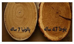 چرا مدیریت تغذیه در زراعت چوب یک سرمایه‌گذاری است؟