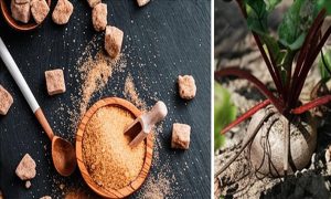 بهینه‌سازی عملکرد و عیار چغندرقند با مدیریت هوشمندانه کود سه گانه آهن، روی و منگنز