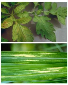 مولیبدن: دستیار پنهان برای بهینهسازی مصرف نیتروژن