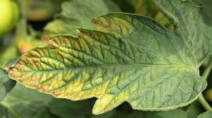 مولیبدن: دستیار پنهان برای بهینهسازی مصرف نیتروژن