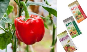 راهنمای جامع کوددهی فلفل دلمه‌ای قرمز