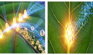 نقش کلیدی سولفات پتاسیم در افزایش عیار قند چغندرقند: از علم تا مزرعه