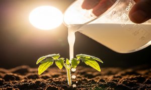 جادوی ترکیب کلسیم و نیتروژن