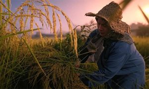 کاربرد کودهای پتاس و فسفات در زراعت برنج برای سلامت خاک و افزایش عملکرد