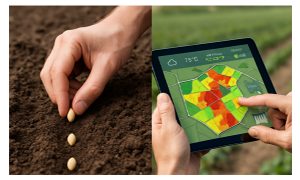 کشاورزی فقط کاشت یک دانه در خاک نیست