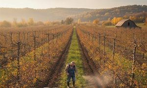 فروت ست نیم کیلویی غنیشده با آمینو اسید و مولیبدن