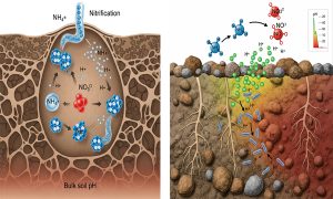 تاثیر مواد اولیه در تولید کودهای NPK بر pH خاک
