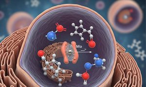 نقش حیاتی مولیبدن در کود فروت ست
