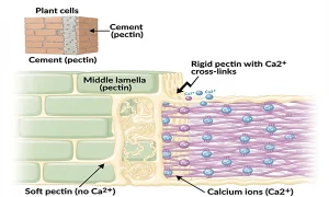 Calcium Nitrate : معماری اسکلت گیاه و پایان کابوس لهیدگی محصولات